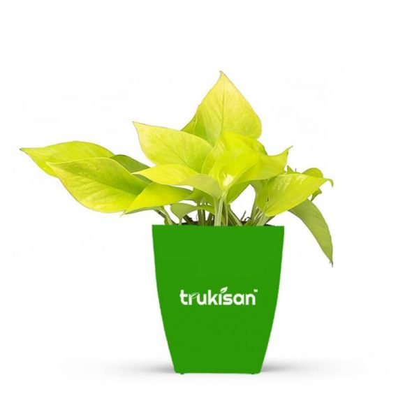Golden Money Plant
